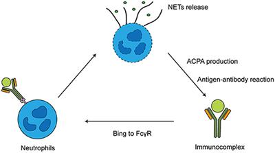 Frontiers Anti citrullinated Protein Antibody Generation